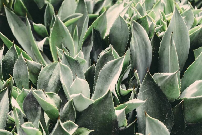 Agave min