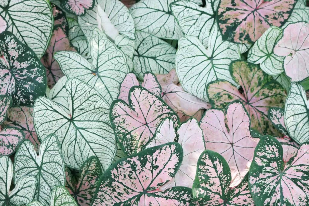 Caladium 1 min