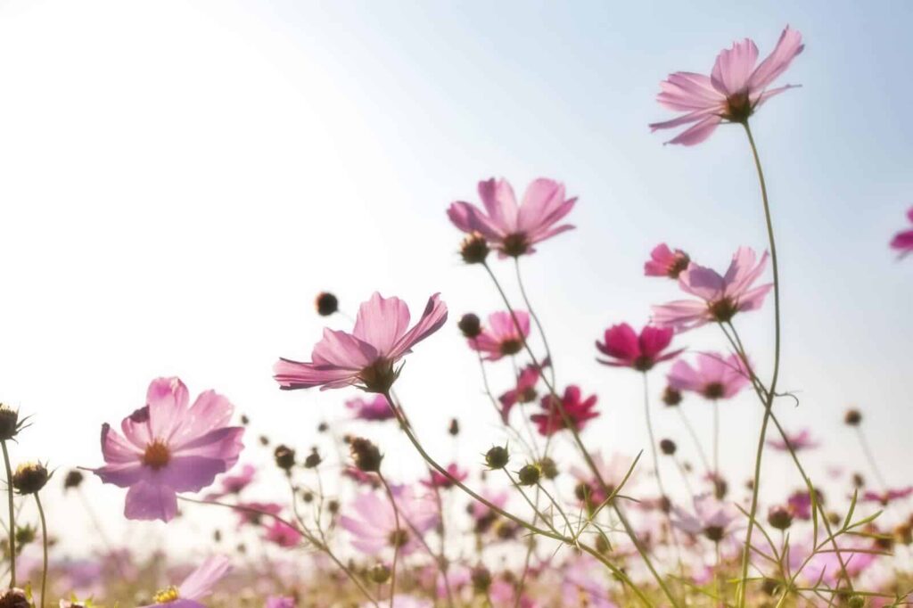 Cosmos min