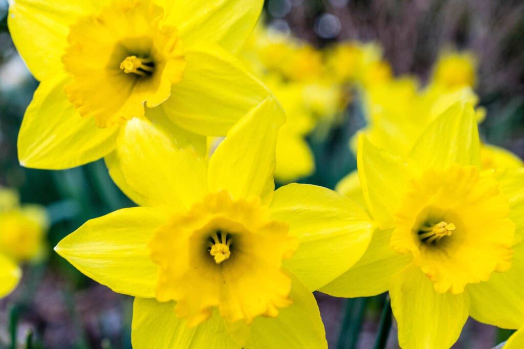 Daff 1 min