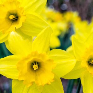 Daff 1 min