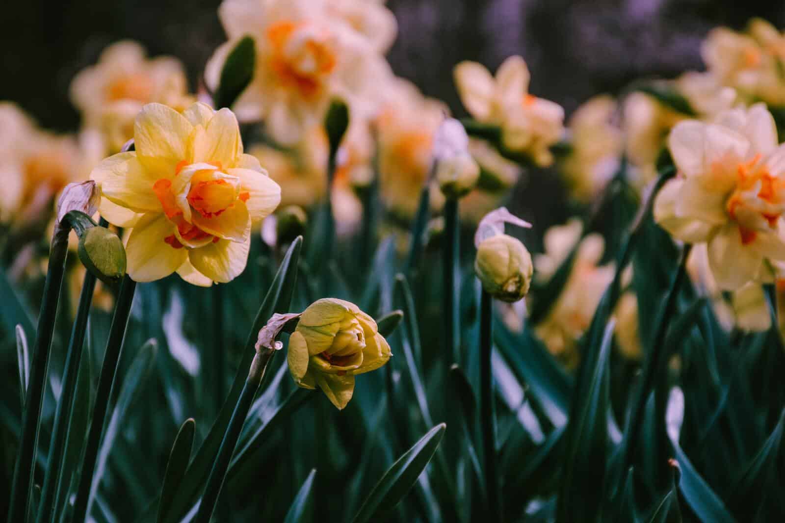 Daff 2 min