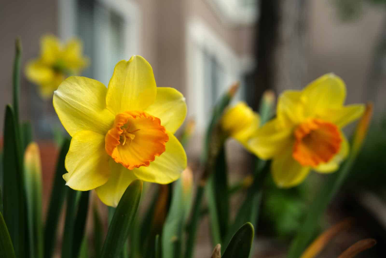 Daff 3 min