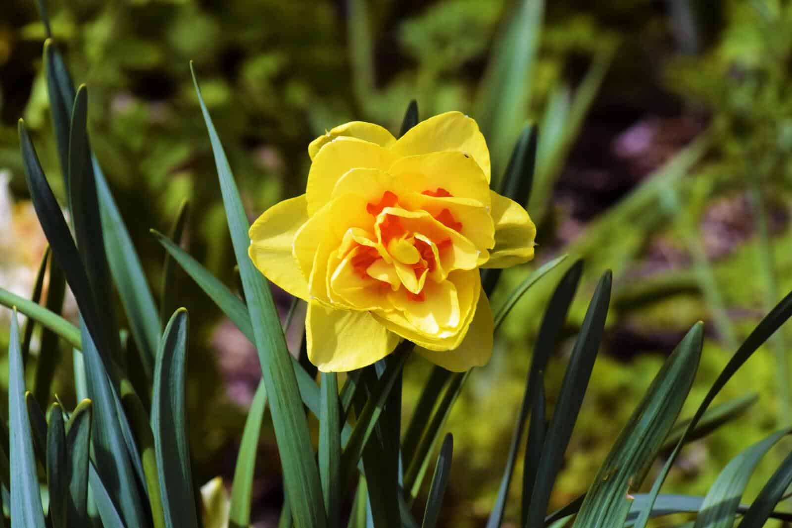 Daff 4 min