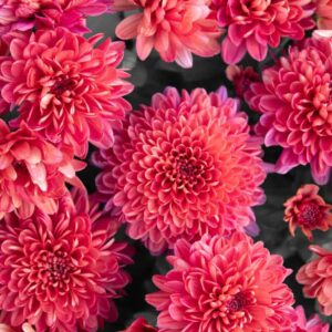 Dahlia 1 min