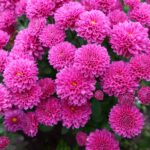 Dahlia 2 min
