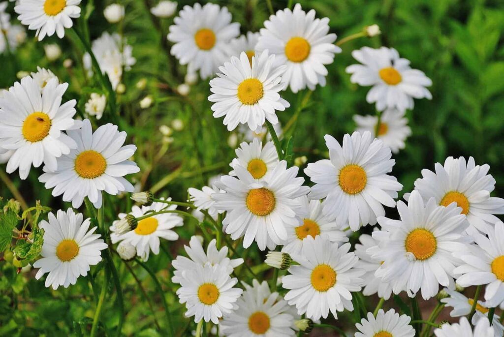 Daisy min