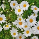 Daisy min