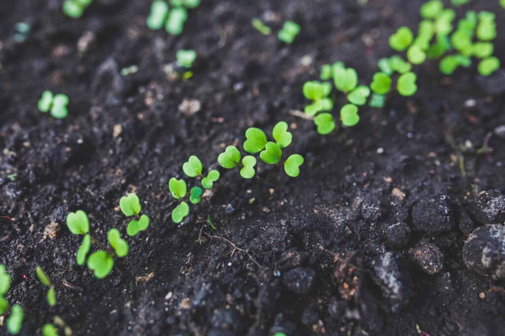 Dirt growth min