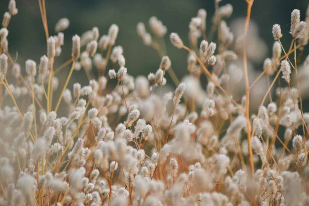Grass 1 min