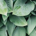 Hostas 1 min