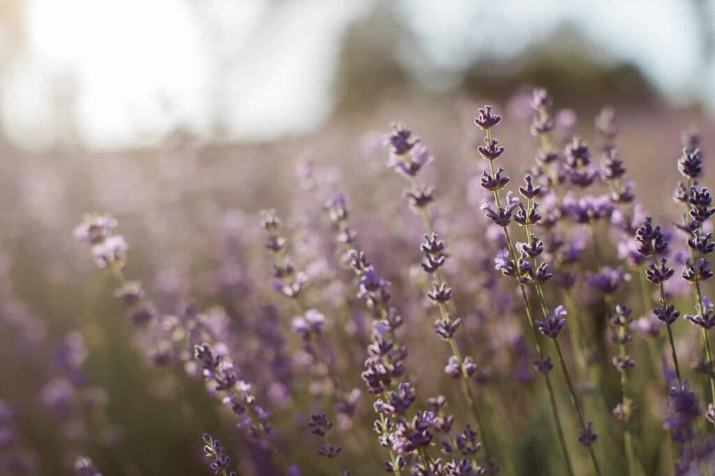 Lavendar min