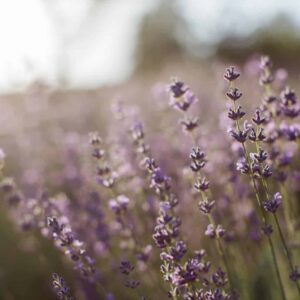 Lavendar min