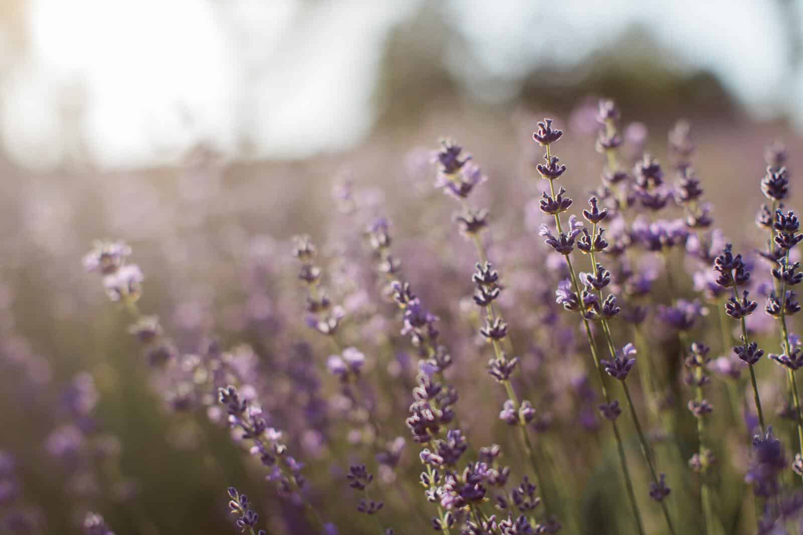 Lavendar min