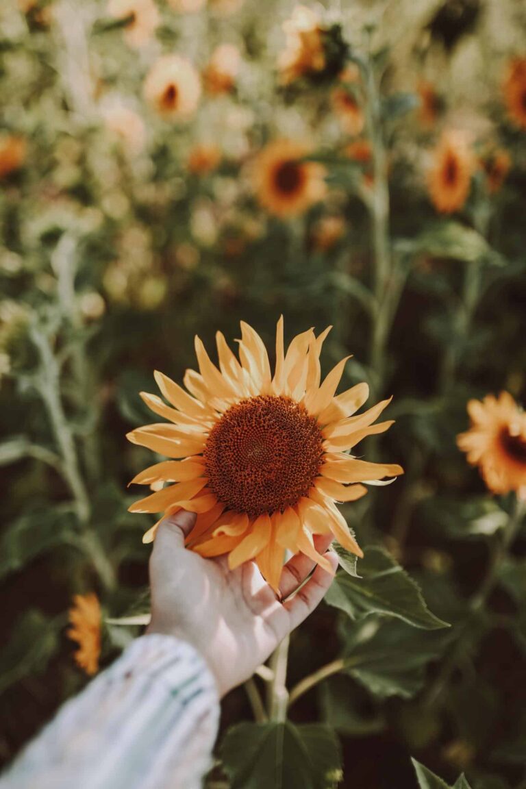 Pexels sare akın 6947450 min