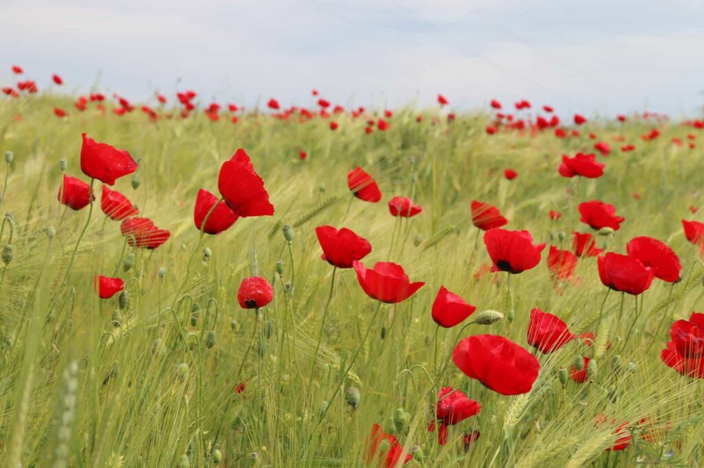 Poppies min