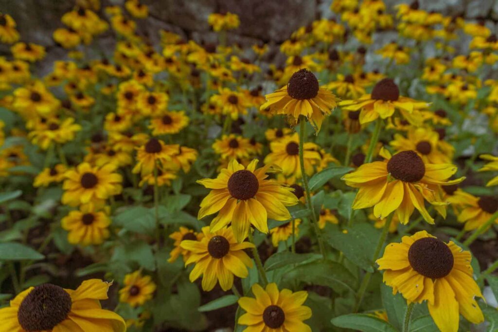 Rudbekia min