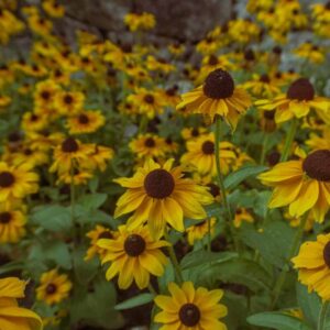 Rudbekia min