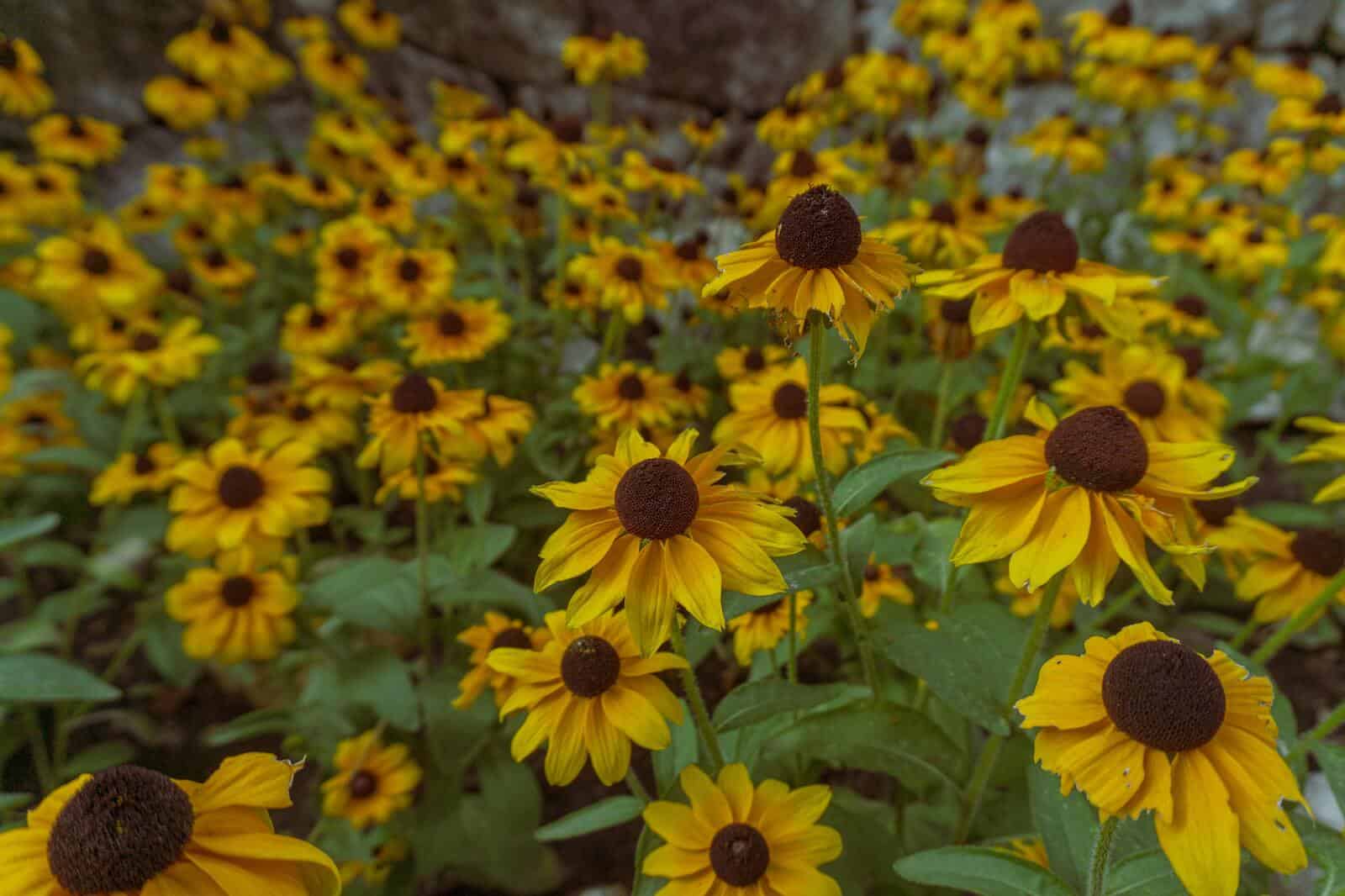 Rudbekia min
