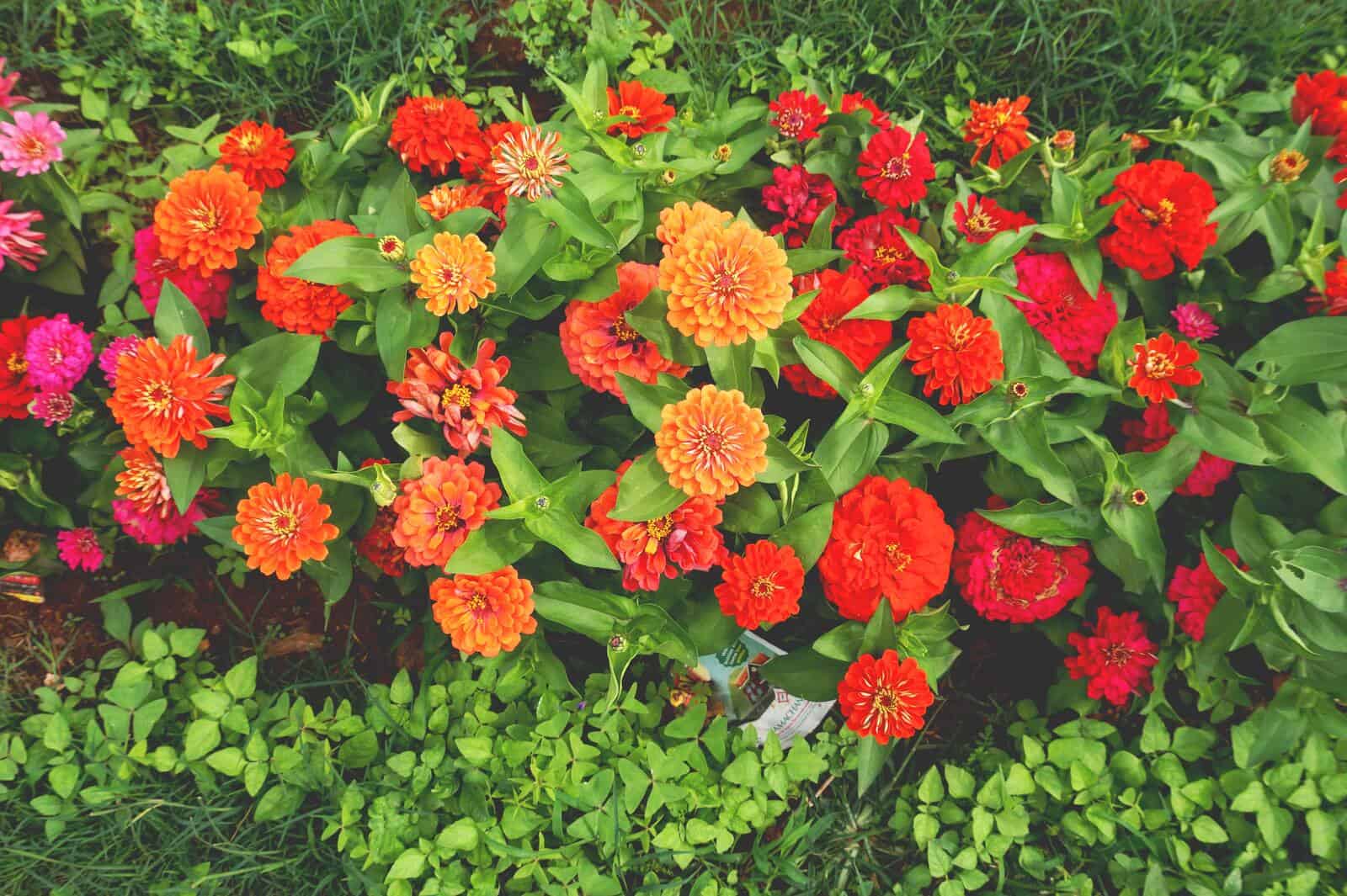 Zinnia hrz min